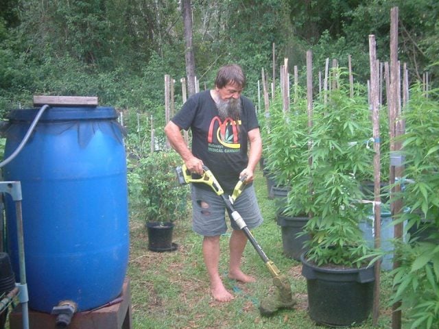 Tony Bower of Mullaways Medical Cannabis cultivating marijuna for his tincture. Mr Bower is a guest speaker at the workshop in Nimbin on Saturday. Photo Facebook/Tony Bower