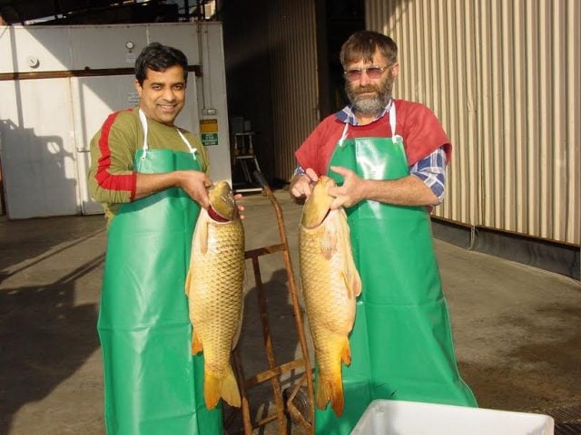 Northern Rivers residents are being urged to catch a carp this weekend, and help save our rivers. (supplied)