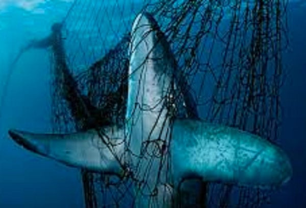 Shark caught in a net. File photo