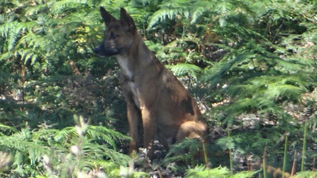 The elusive wild dog believed responsible for killing wallabies. (supplied)