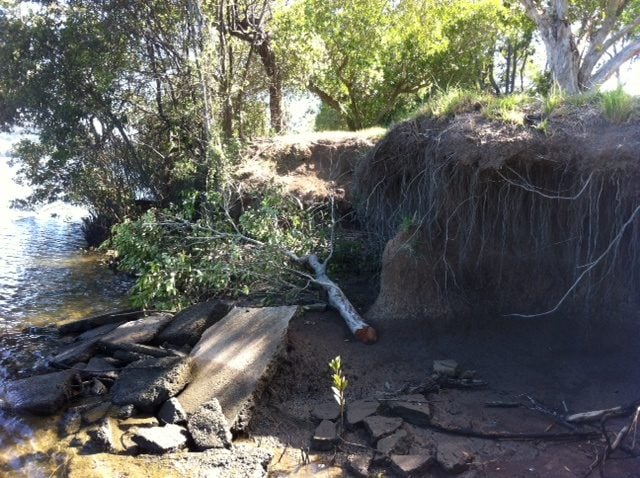 Mangrove damage along Tweed Valley Way. Photo Tweed Shire Council