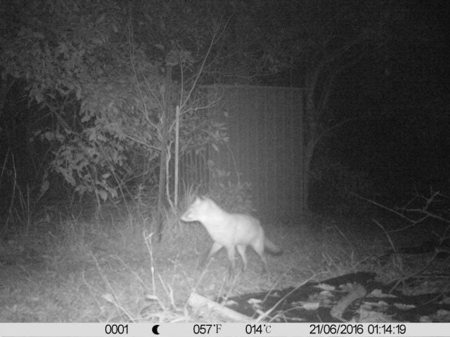 A fox captured on camera on private property near Tyagarah Nature Reserve. (Supplied) 