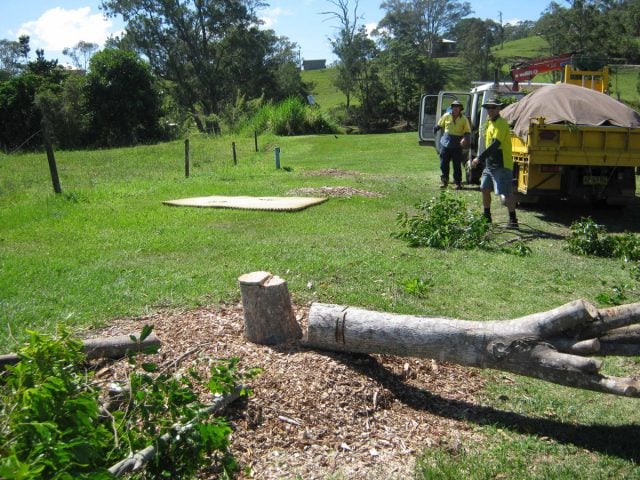 One of the trees mysterious vandalised at Col Wiley Park. Photo Tweed Shire Council