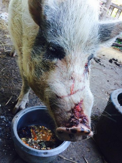 Polly the Pig was injured, with lacerations to her face and rump during an attack at Djanbung Gardens permaculture college in December 2016. (supplied)