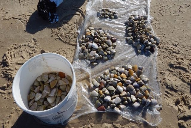 Fishers are being warned not to eat pipis taken from South Ballina beach and other areas. (file pic)