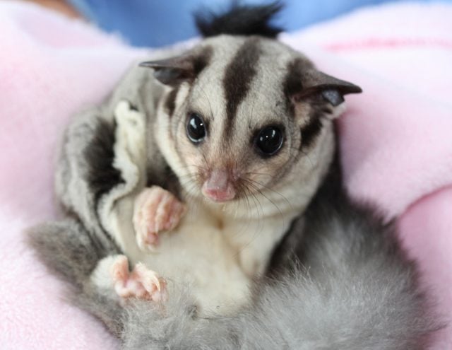 The rescued Sugar Glider is now miraculously part of Currumbin Wildlife Sanctuary's breeding program. Photo supplied