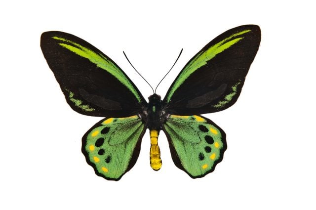 The Richmond Birdwing featured in the Beautiful Butterflies exhibition on display at the Tweed Regional Museum Murwillumbah until February 25. Photo by Trevor Worden.