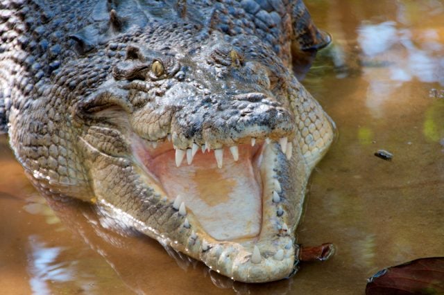 Crocodile in northern Queensland. Photo Christian Haugen flickr.com/photos/christianhaugen