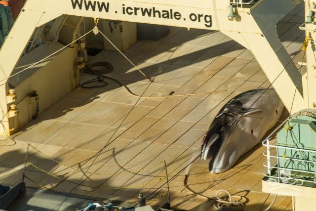 Protected Antarctic minke whale about to be dismembered on the deck of the factory whaling ship Nisshin Maru. Photo Glenn Lockitch/Sea Shepherd Global