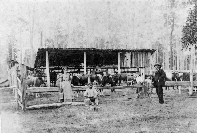 New Italy's Morandinis dairy. Angelo Morandini came with his parents in 1882 where they established a dairy. Photo supplied. 