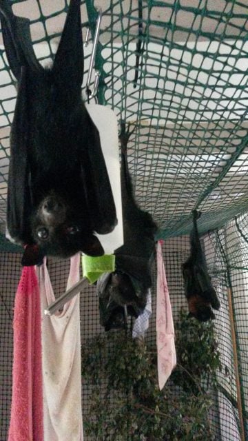 Bats rescued over the weekend by Northern River Wildlife Carers (NRWC) Photo supplied NRWC