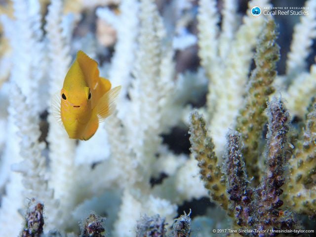 In this undated photo provided by ARC Centre of Excellence for Coral Reef Studies, fish swims around healthy coral on the Great Barrier Reef, Australia. Reducing pollution and curbing overfishing won't prevent the severe bleaching that is killing coral at catastrophic rates, according to a study of Australia's Great Barrier Reef. In the end, researchers said, the only way to save the world’s coral from heat-induced bleaching is with a war on global warming. Tane Sinclair-Taylor/ARC Center of Excellence via AP