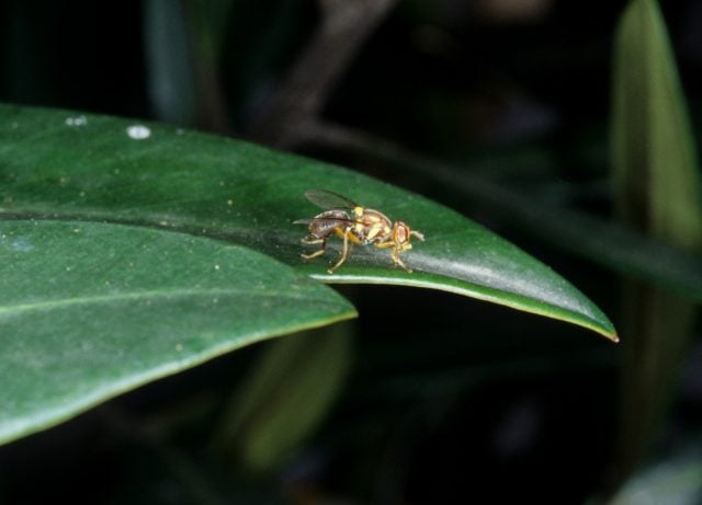 Queensland fruit fly, Bactrocera tryoni. Photo supplied.