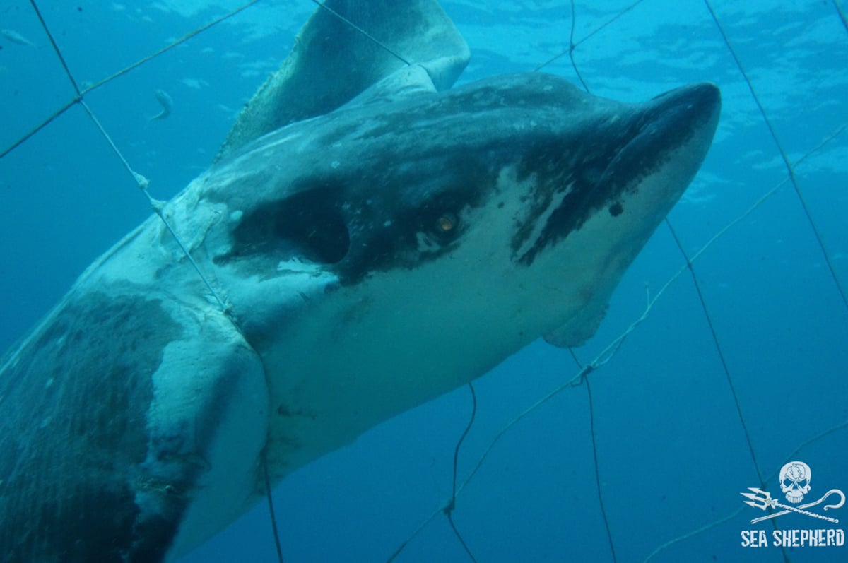 Shark Nets May Soon Be Removed On Some NSW Beaches