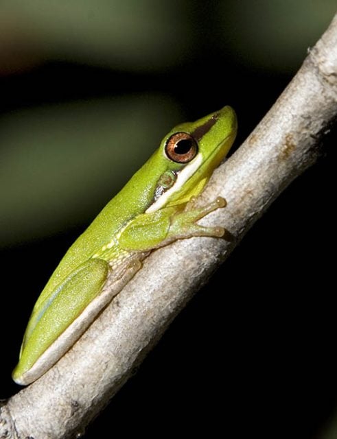 The endangered Wallum sedge frog, believed to be living on sections of the site. File photo