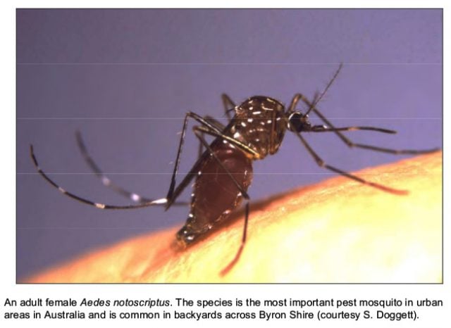 In Byron Shire, the most commonly found species is thought to be Aedes notoscriptus. Photo contributed