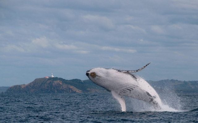 A humpback whale breaching off Cape Byron. Photo Byron Bay Whale Watching