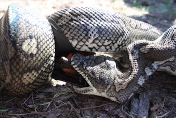 Snake devours flying fox at Clarkes Beach โ The Echo