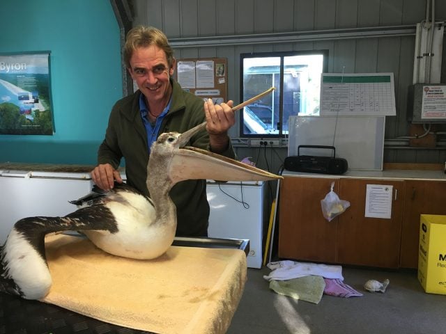 Acting General Manager at Seabird Rescue, Keith Williams with a rescued pelican. Photo supplied.