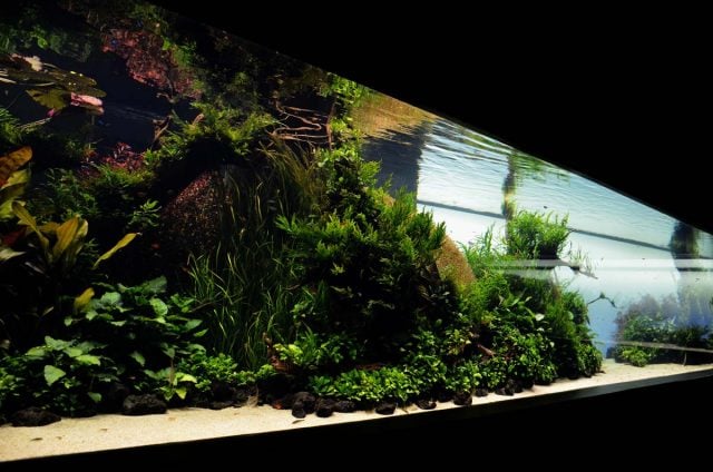 The unique aquarium.
