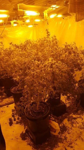 One of the hydroponic set-ups discovered by police. (supplied)
