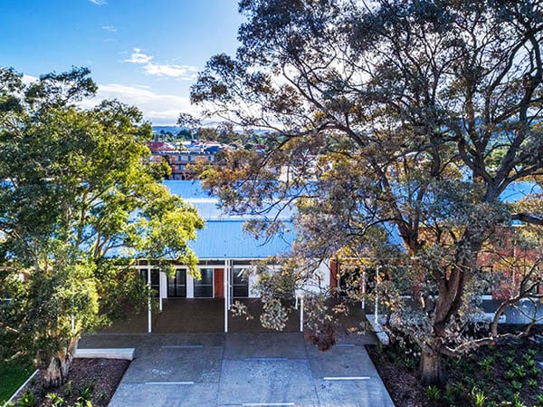 A large eucalypt at the new Lismore Regional Gallery has died and will be removed. Photo supplied.