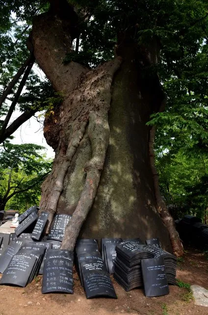 Zelkova tree. Photo Mary Gardner.