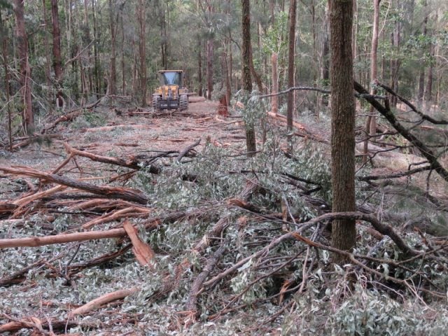 Hewittville Holdings had no consent for the logging or roading within these Environmental Protection Zones near Limpinwood. Photo supplied. 