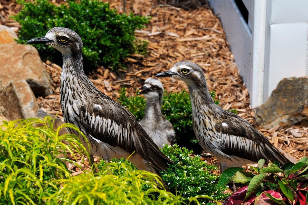 Bush stone-curlew numbers increasing in Tweed - Echonetdaily