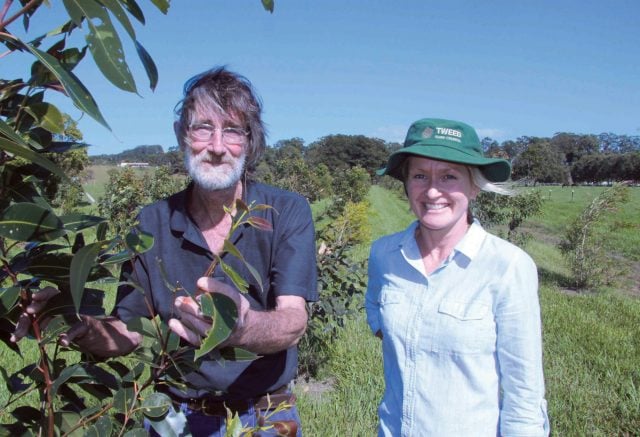 Round Mountain property owner Phil Weinthal and Council's Project Officer - Threatened Species, Tanya Fountain, with some of the koala food trees planted on his property last year. Photo Tweed Shire Council