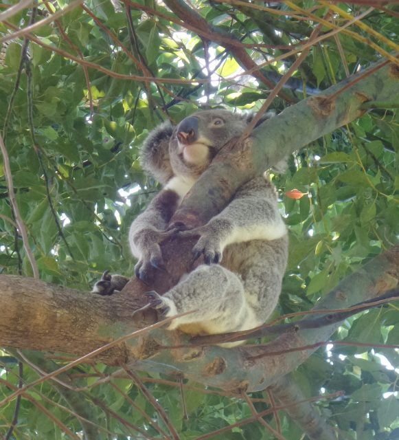 Koala at Limpinwood takes refuge in a camphor laurel tree. Photo supplied. 