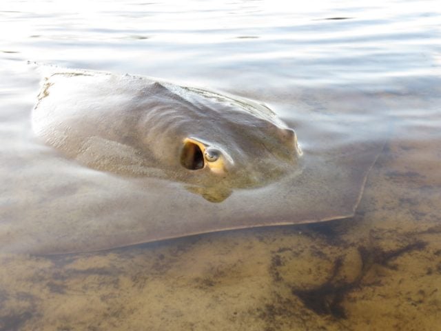 Stingray caught in sudden lowering of Tallow Creek estuary, later seen dead. Photo Dailan Pugh