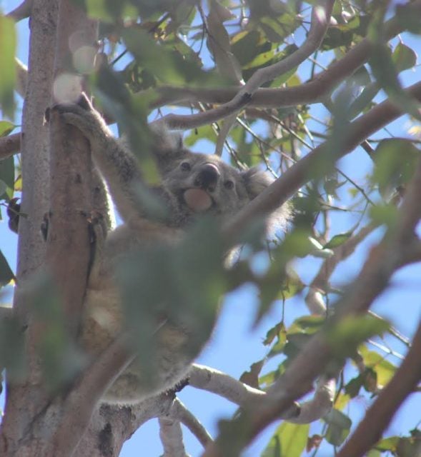 Just one of the koalas photographed last Sunday. (supplied)