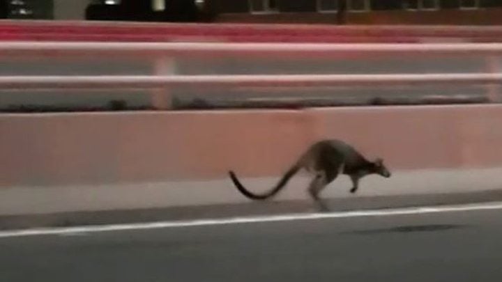 Wallaby on the run heads to Sydney Hopera House