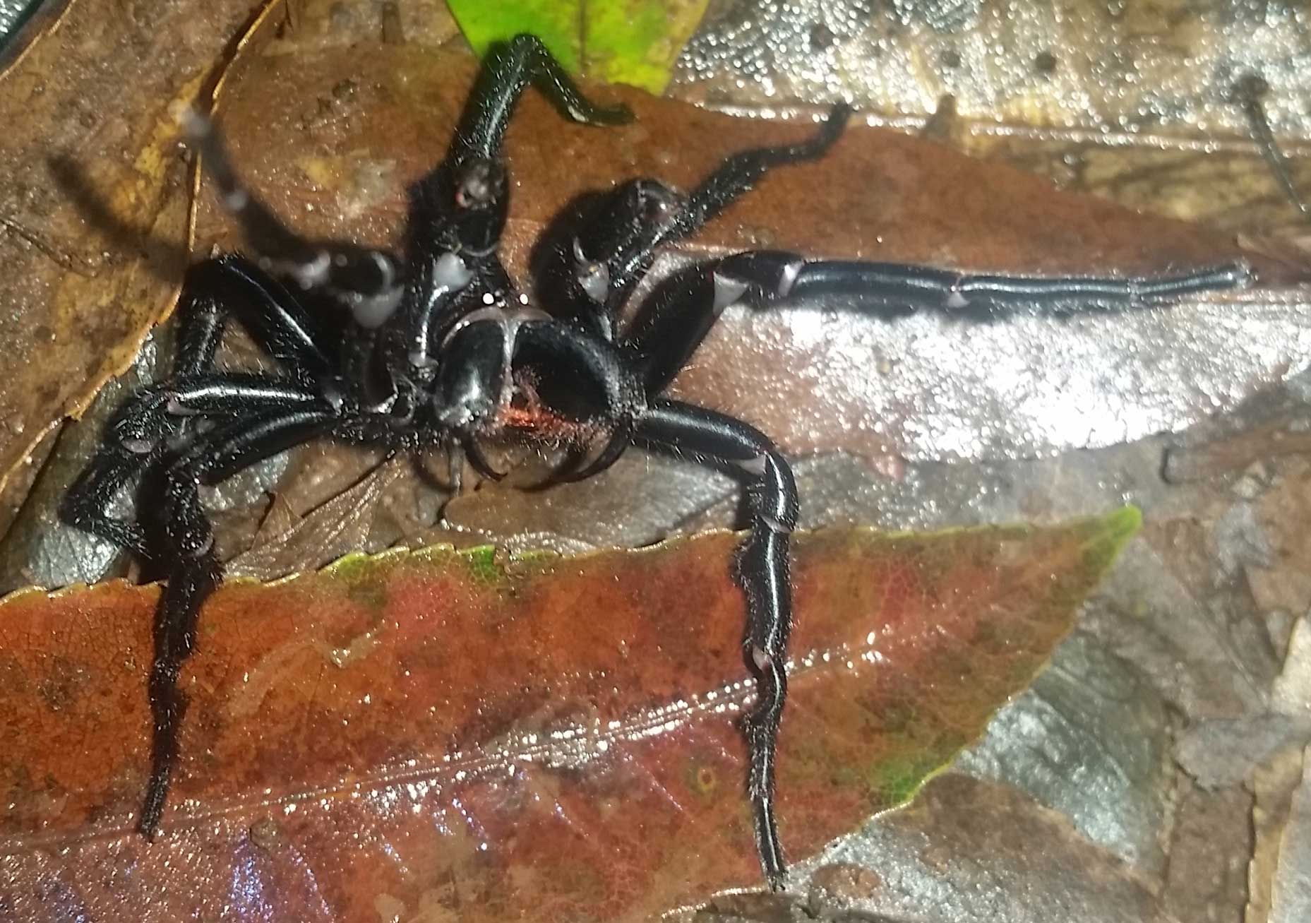 Fires, floods, now funnel-web spiders: Australia facing arachnid