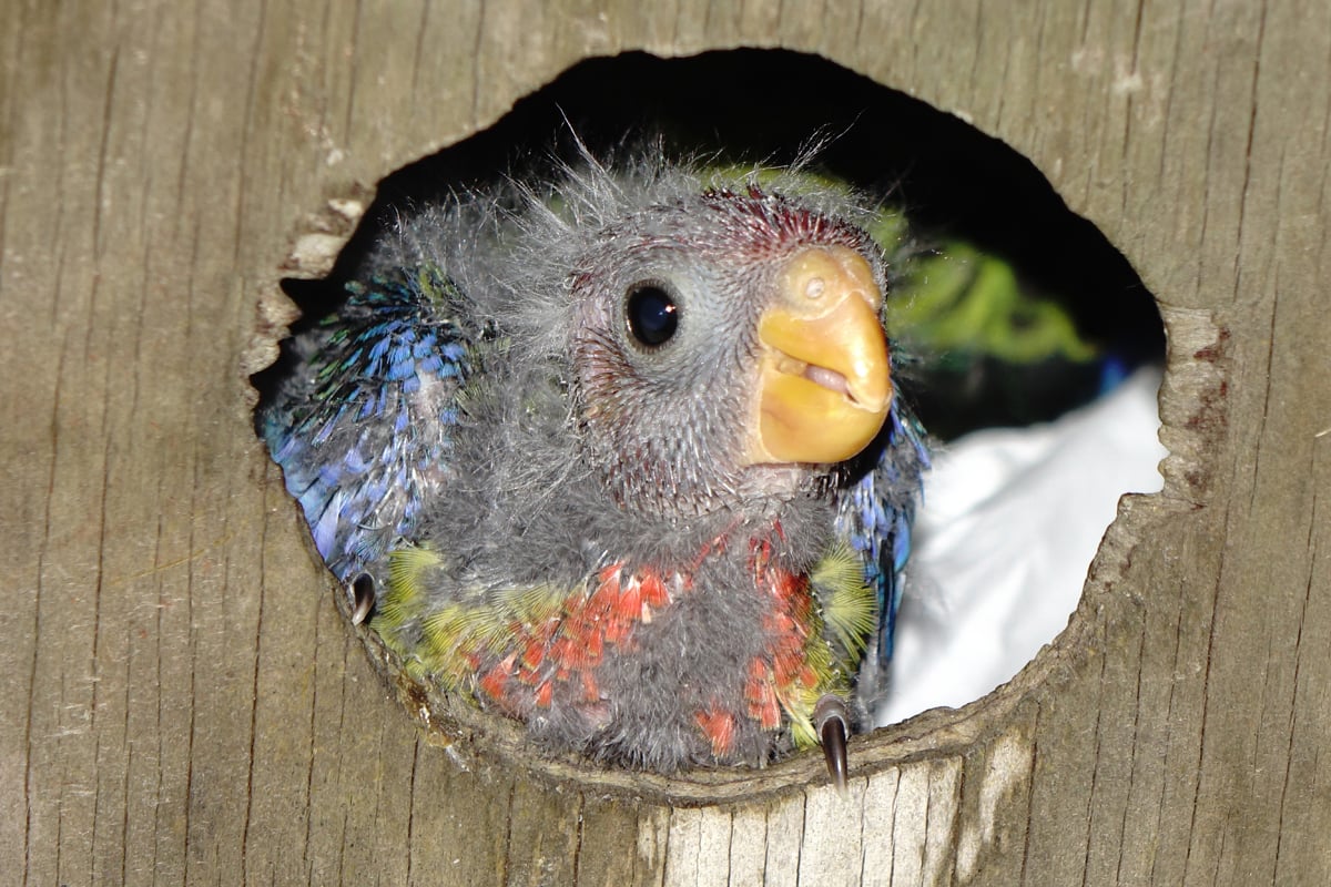 As breeding season approaches, nesting boxes are needed The Echo