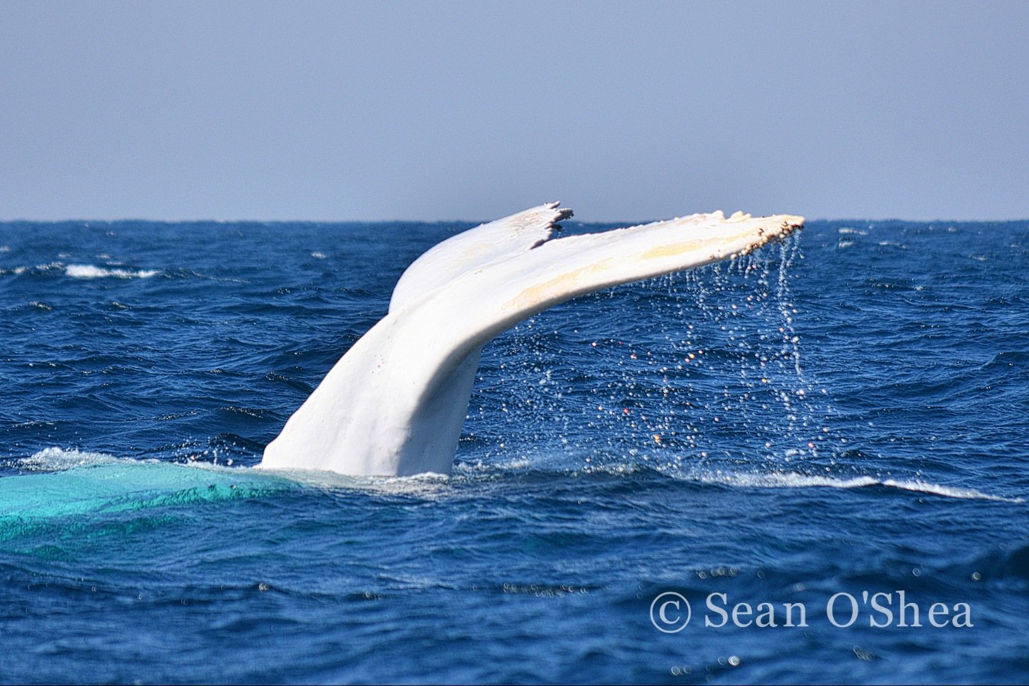 Migaloo spotted off Brunswick Heads The Echo
