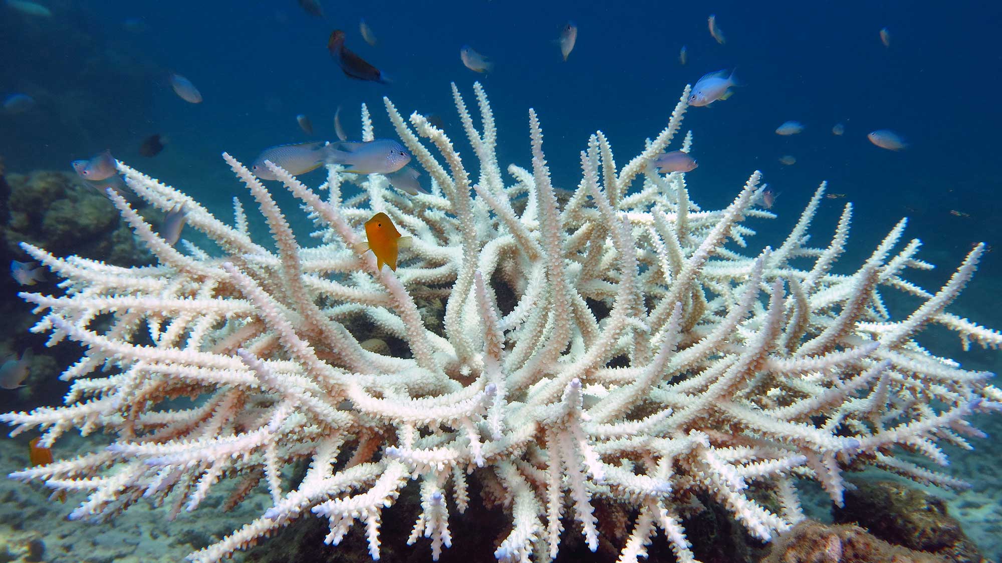 Bleached coral