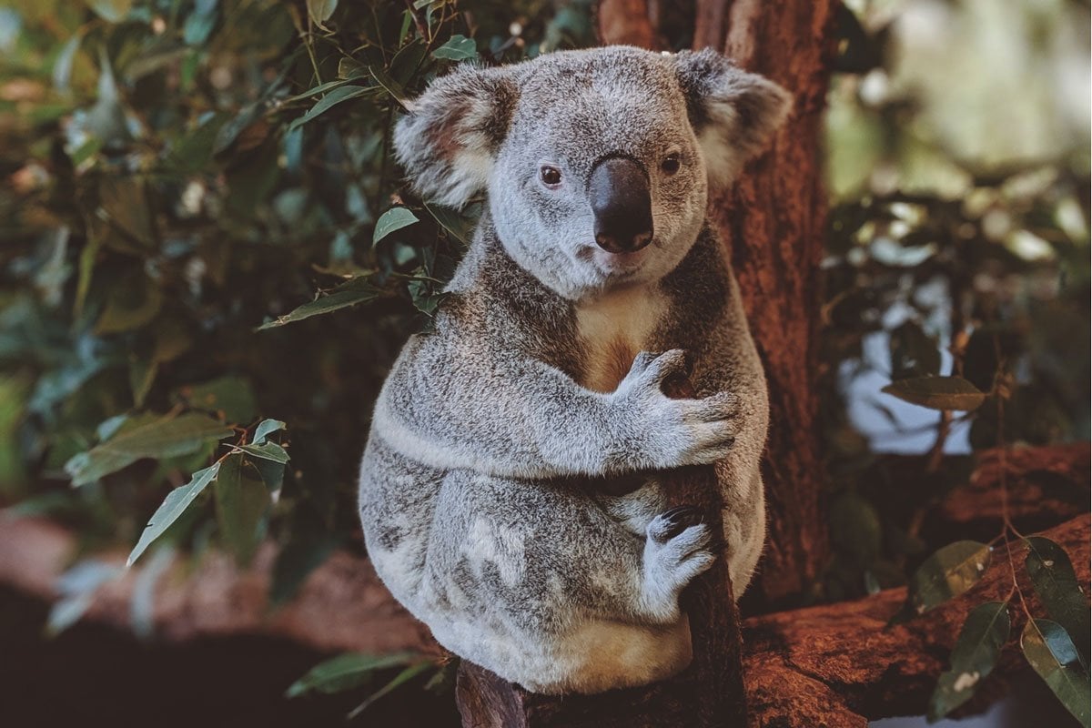 Why we should spare that tree