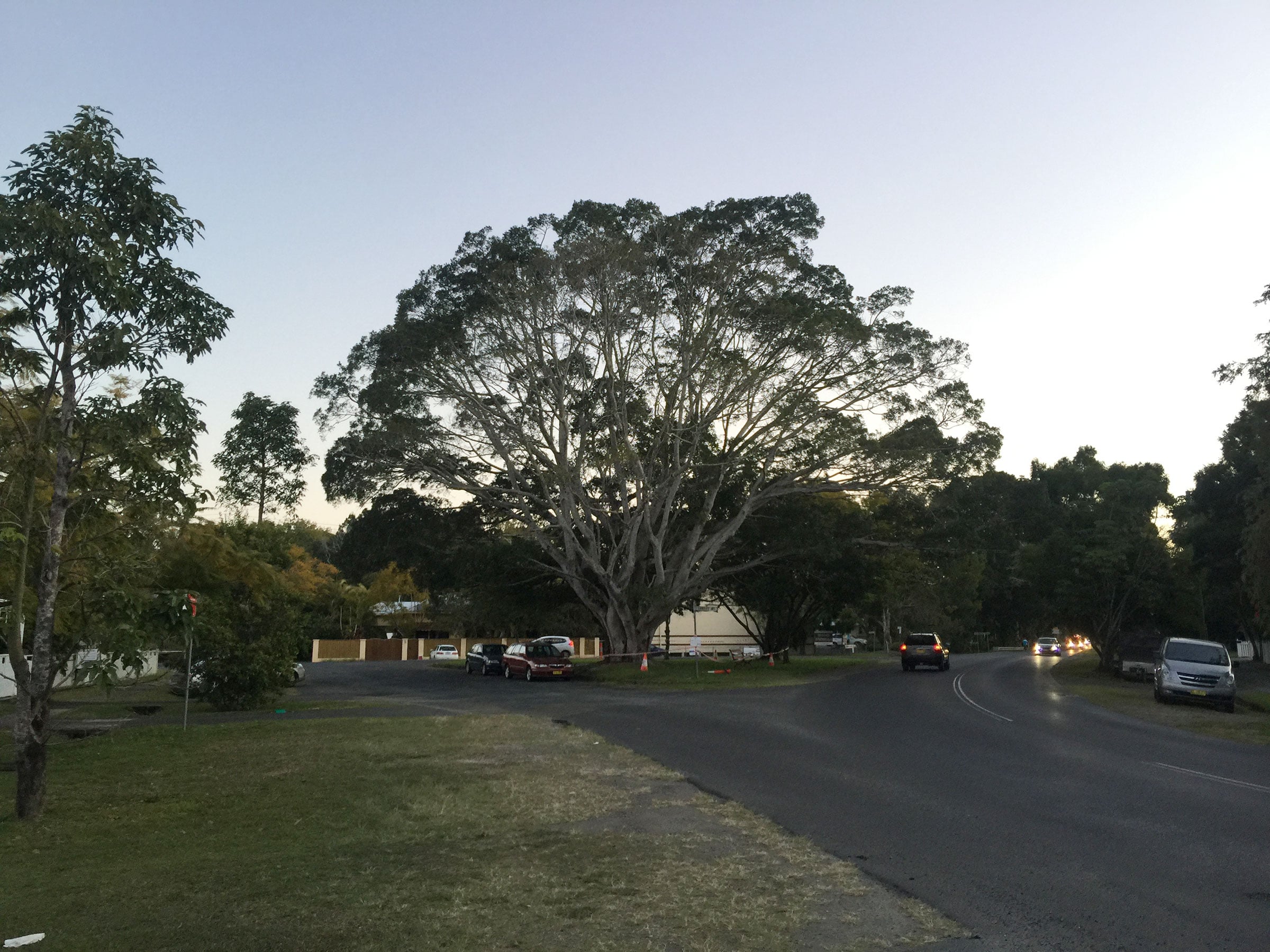 Council remove Mullum fig tree