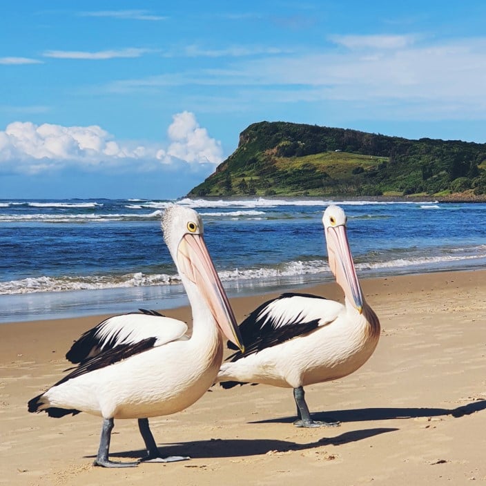 What’s likely to happen with Ballina Shire Council?