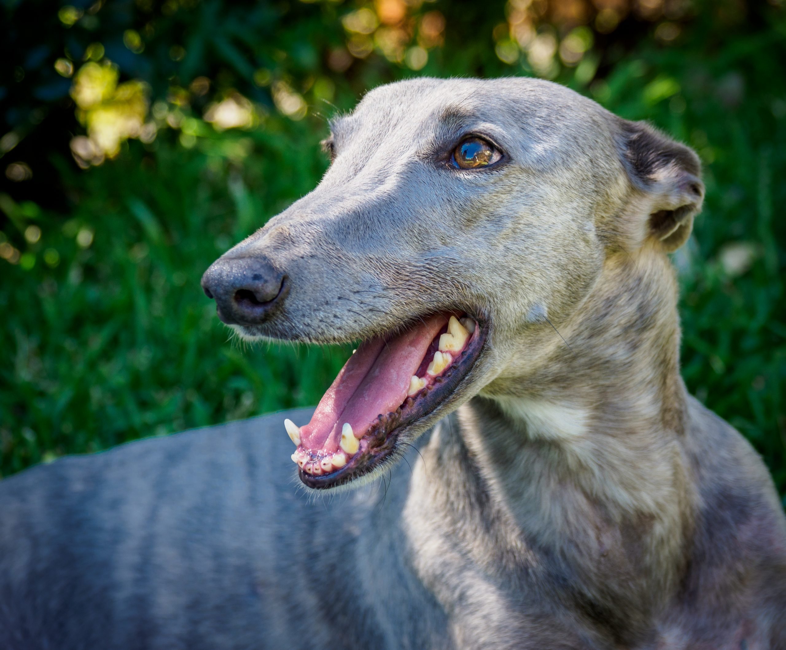 Casino Greyhound Racing Club