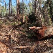 Wild-Cattle-Creek_koala-habitat-logging-Giant-Tree_28_7_20_Dailan-Pugh