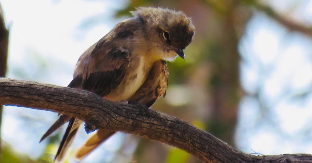 Birdshowingsignsofdehydration The Echo