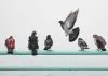 Mandy Nolan’s Soapbox: Pigeons, bums, and water: How your drugs got here