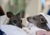 Wildlife hospital in ‘financial tailspin’