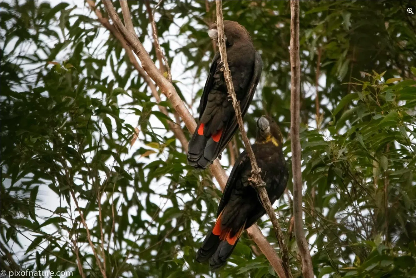 Rare black cockatoo hatches and fledges in Tweed Valley The Echo