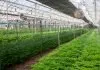 Drugs: a health problem needing law reform