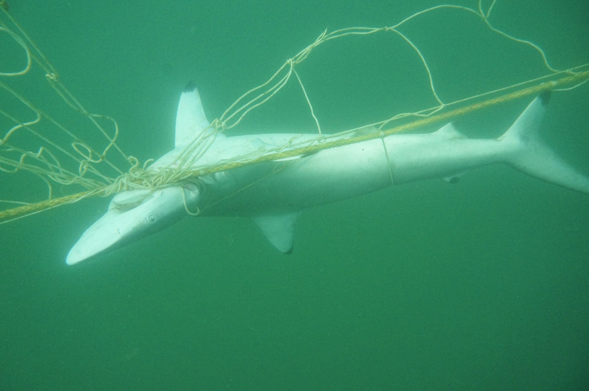 Proposed shark nets unsafe for marine life and humans say animal