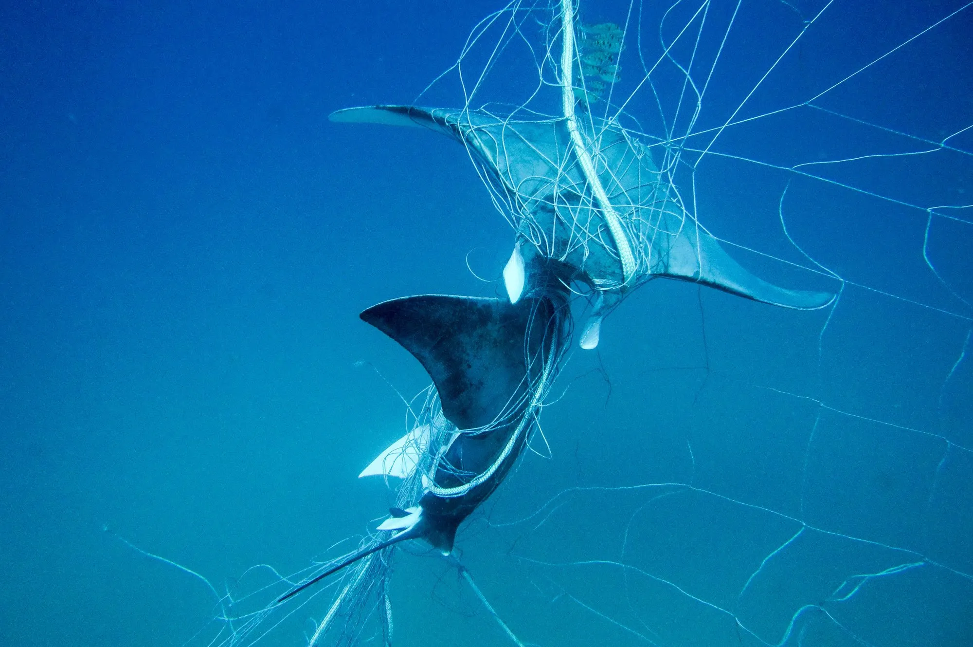 Proposed shark nets unsafe for marine life and humans say animal